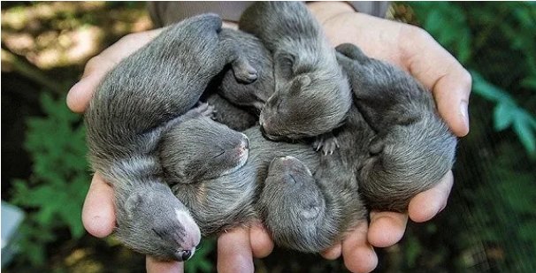 西班牙荷兰捕杀超百万水貂,难道它竟是新冠病毒宿主?