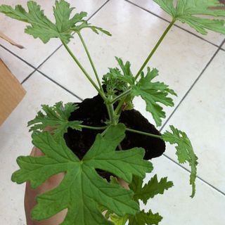 柠檬天竺葵的简介