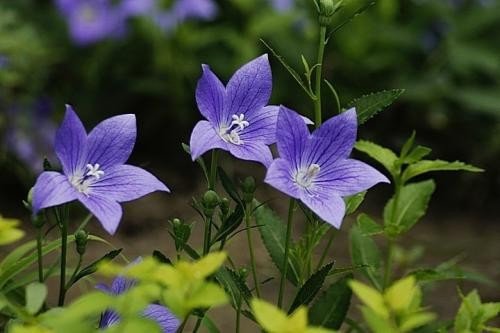 世界上花语最冷漠的花