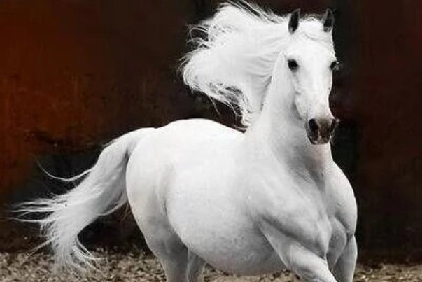 的卢马读音争议