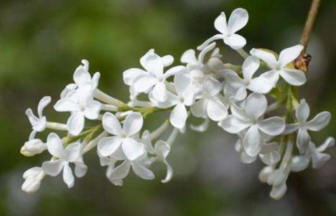 青鸟，丁香空结雨中愁。下一句是什么？