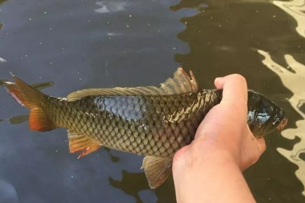 放生鲤鱼的好处有哪些？