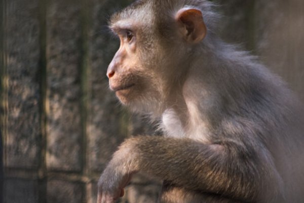 猛虎下山是什么动物