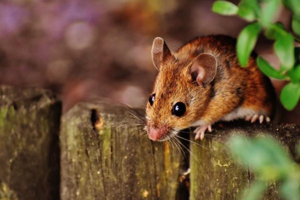 两头担心打一生肖动物