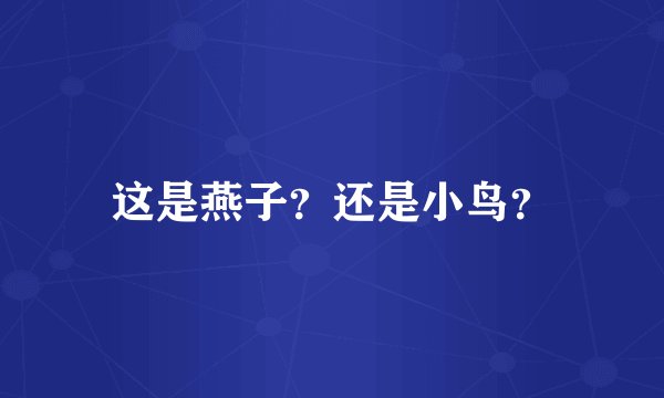 这是燕子？还是小鸟？