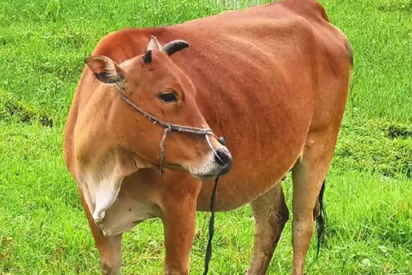 手到擒来比喻什么动物和生肖