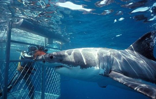 自然界中“最累”的动物,时时刻刻都要保持运动,停止就会死亡吗?