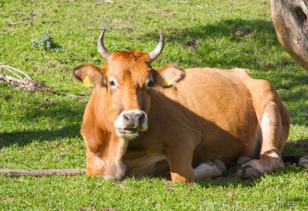 刻鹄不成代表什么生肖