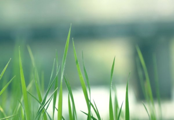 虎狼之词是什么意思