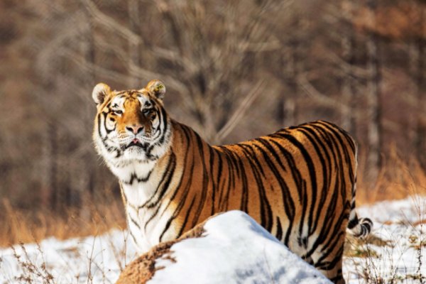 誓无二心猜一生肖