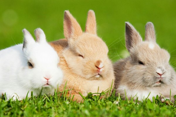 谈吐风雅是什么动物生肖