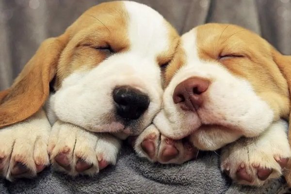 女子遛狗忘带绳，用挎包套狗脖子，这样操作安全吗？