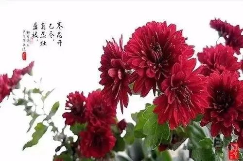 生命是短暂的名言