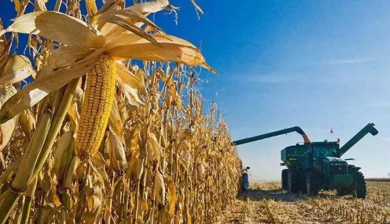 玉米每吨上涨400元，致其涨价的原因是什么