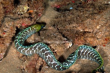 波纹裸胸鳝的栖息环境