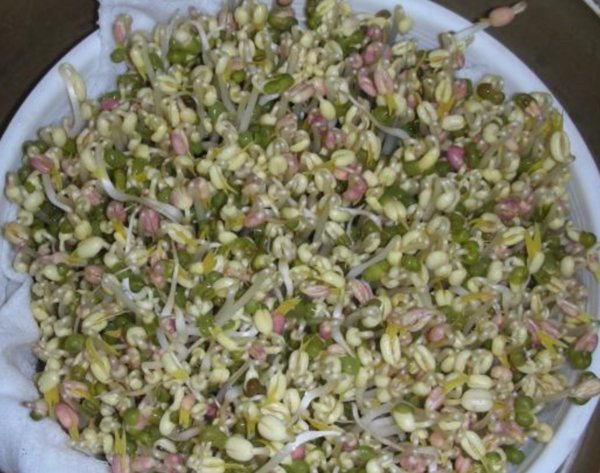 绿豆前七天生长每一天有什么变化？