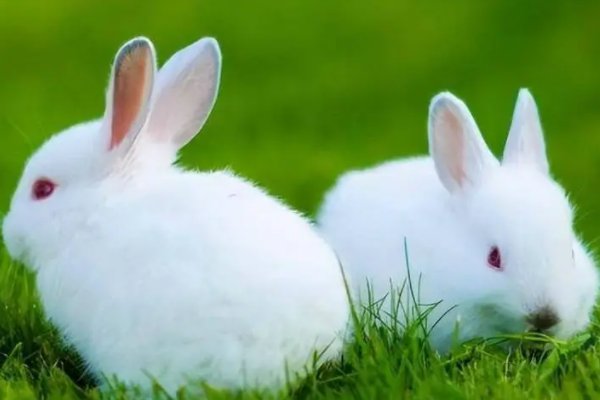 誓无二心猜一生肖