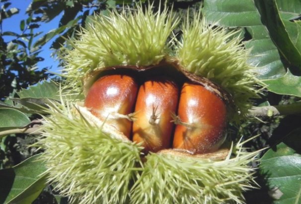 贵州省望谟县以种植什么而闻名？