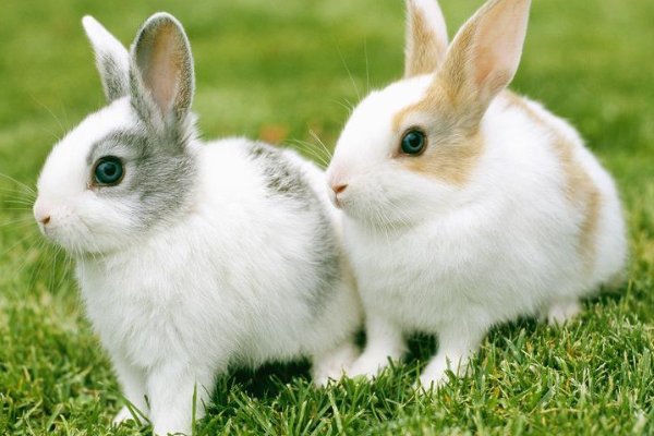 广寒宫中陪伴嫦娥的动物是?