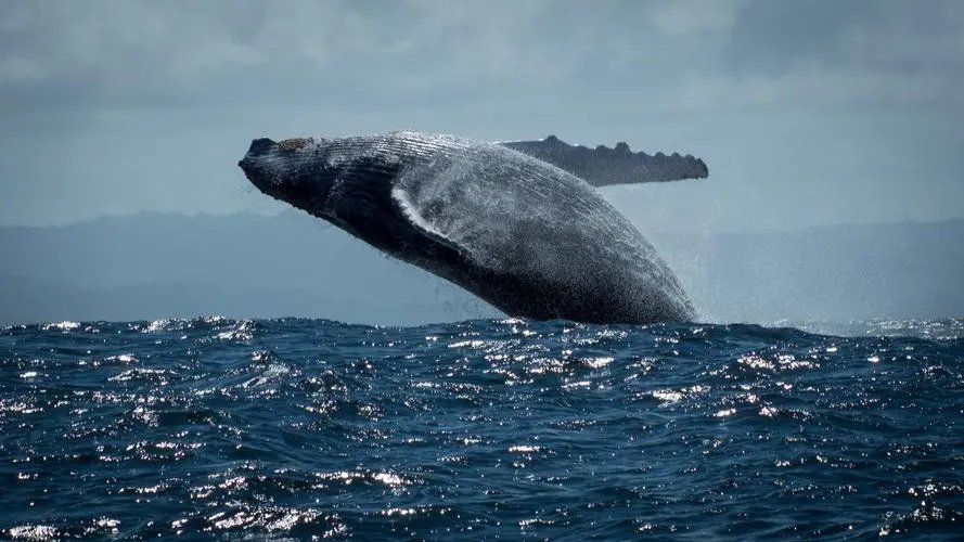 村名发现9米长鲸鱼搁浅海滩，并且已经死亡，鲸鱼的尸体会被如何处理？