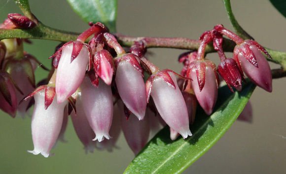 古文中如何介绍南烛，南烛的花语是什么