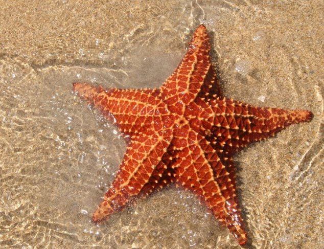 4月21日蚂蚁海洋答案：猜一猜海星有大脑吗？