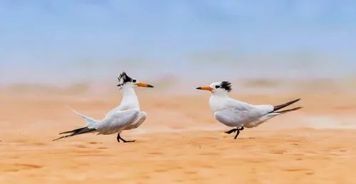 什么现象？近百只极危鸟类停留胶州湾，“神话之鸟”长什么样？