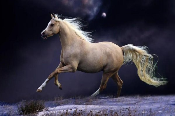 袭人故技打一动物生肖?