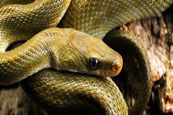 芬芳人间是什么动物生肖