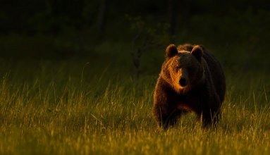 熊有没有天敌？