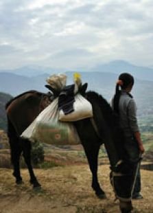 马产平的农业生产