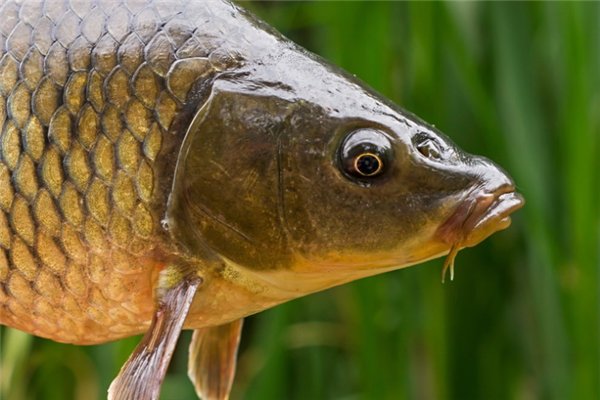 最长的鲤鱼须有多长，是什么影响了它们的须长？