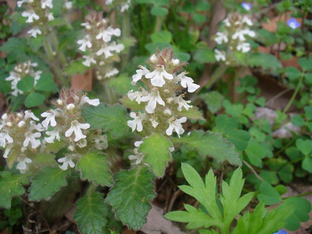 筋骨草属的产地生境