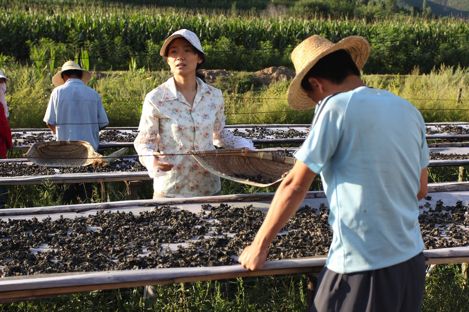 水煮金蟾的基本信息