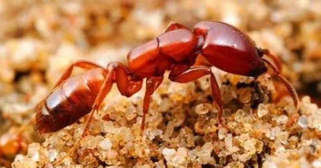 行军蚁的天敌是什么