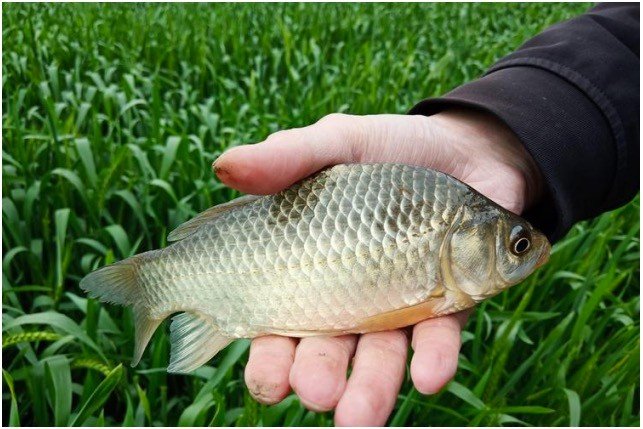 济宁哪里钓鲫鱼比较好