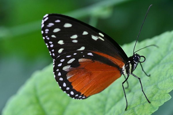 有哪些有毒的蝴蝶？