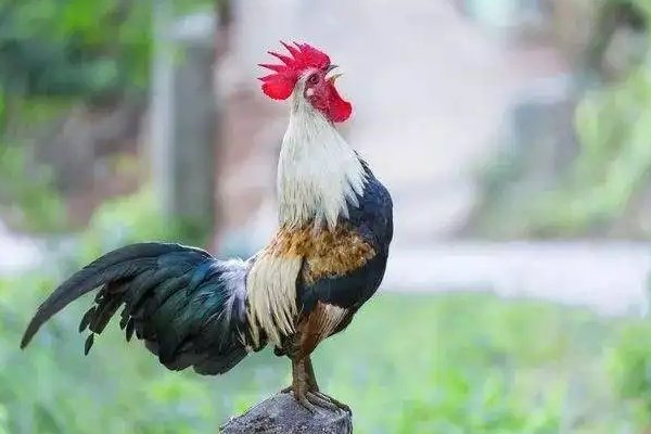 怎么让公鸡不打鸣