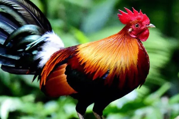 誓无二心打一动物生肖