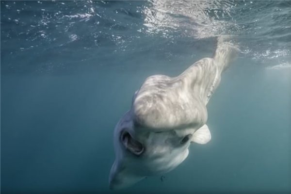 不会游泳的鱼是怎么回事，它能活下来全靠什么本事？