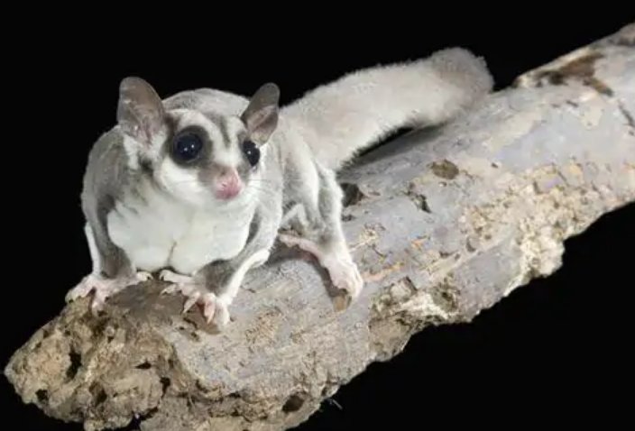 蜜袋鼬读作什么?