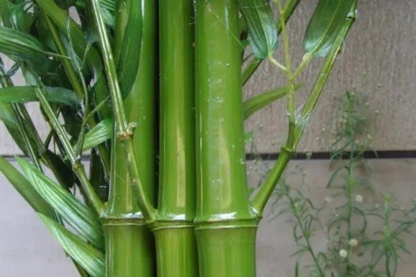 bamboo是什么意思