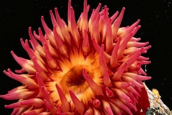 海龟和海葵谁的寿命更长