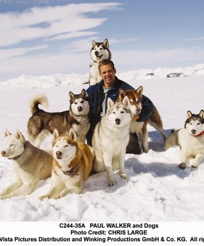 极地雪犬的介绍