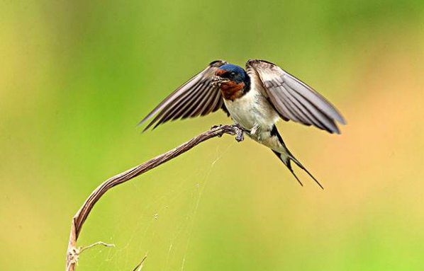 天上飞的是什么地上跑的是