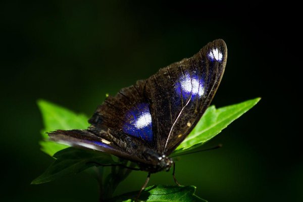 有哪些有毒的蝴蝶？