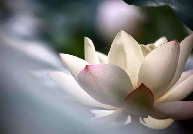 什么六月寒前面两句话是怎么说的