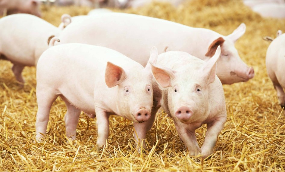 生拖死拽打一生肖