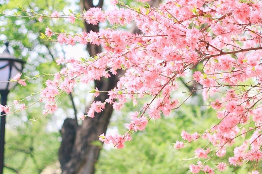 着手回春什么意思打一个生肖