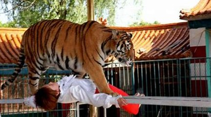 野性难驯打一正确动物生肖